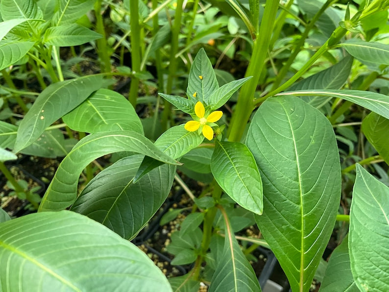 Jute Mallow Live Plant 2.5" Pot Molokhia Bush Okra Corchorus Olitorius Edible Greens for Garden or Culinary Use