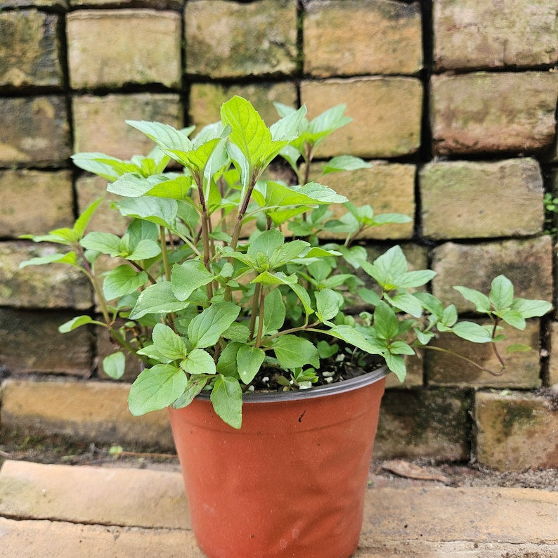 Lemon Mint Plant - 6-Inch Live Herb - Fragrant Edible Leaves - Monarda citriodora - Perfect for Garden, Patio, or Container