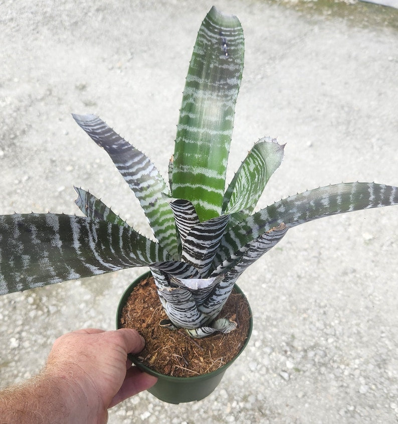 Live Bromeliad Plant - Aechmea Black Chantini - Outdoor Grown - Unique Tropical Houseplant - Ideal for Home Decor