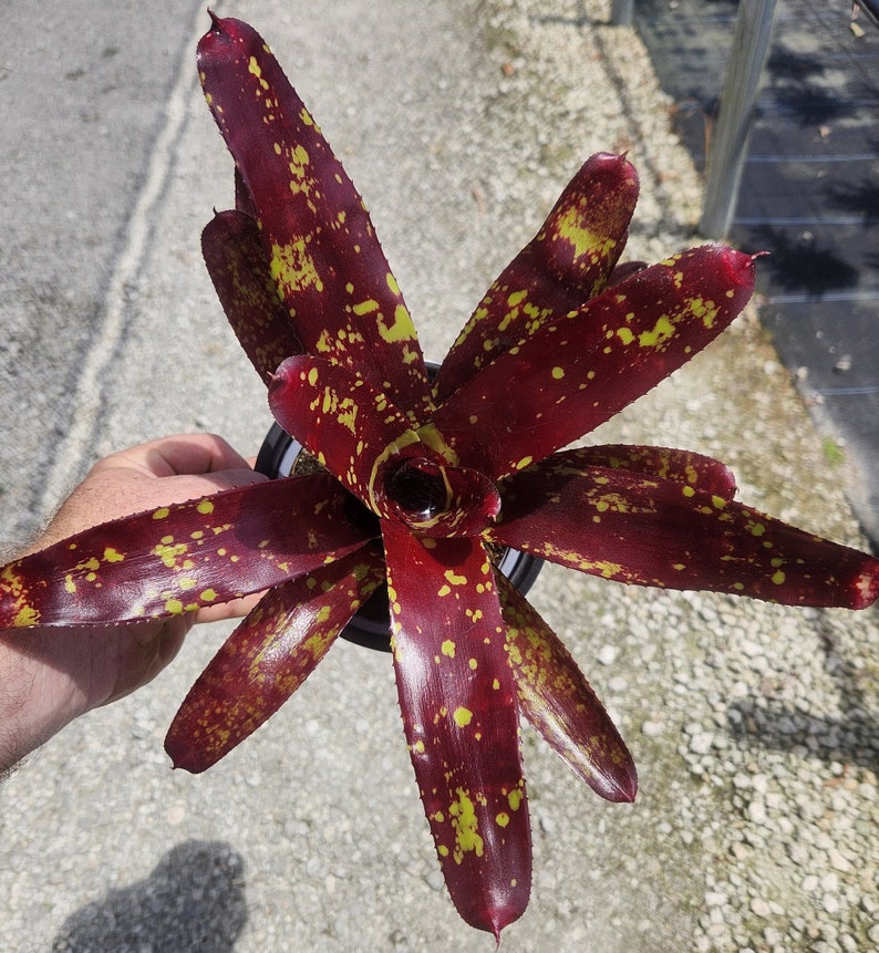 Bromeliad Plant Neoregelia Paprika - Live Outdoor Plant - Tropical Houseplant - Ideal for Home Decor