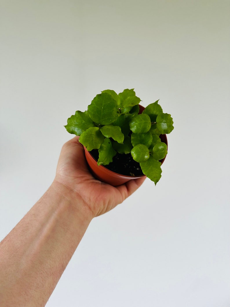 Hoya Endauensis Live Plant in 4” Pot - Citrus Hoya with Crinkle Cut Leaves - Tropical Wax Plant (Hoya Endauensis)