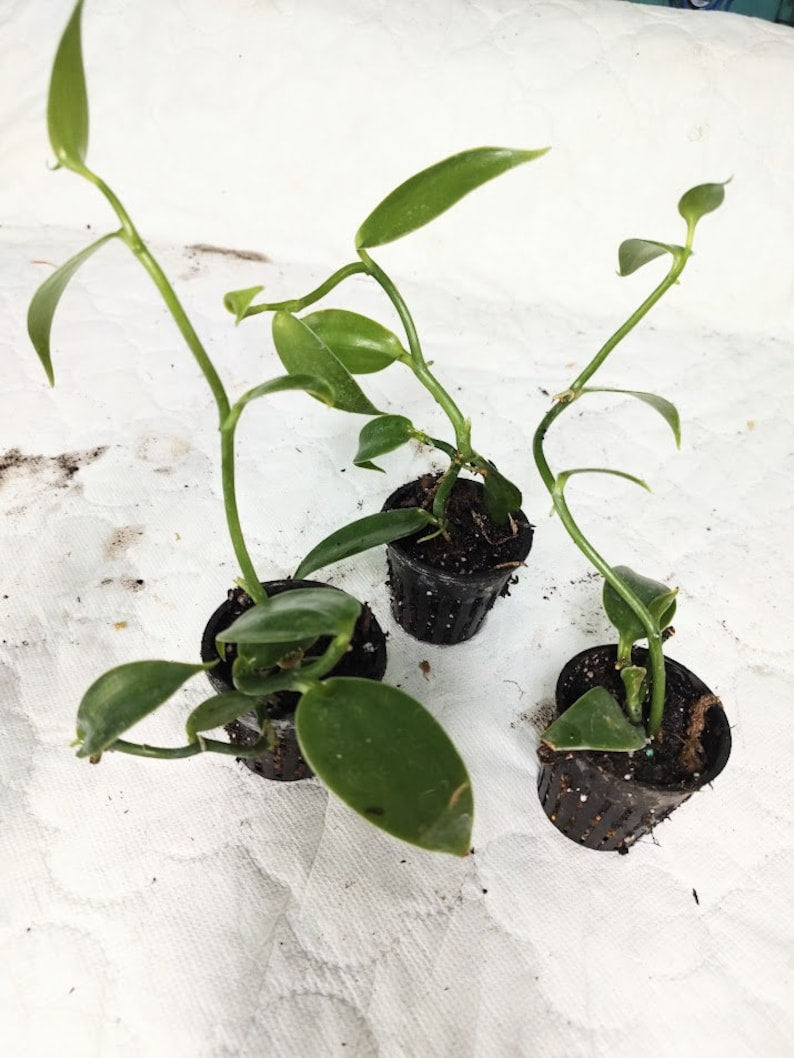 Vanilla Plant - 8-inch Bean Orchid - Vanilla planifolia - Well-Rooted in 2-inch Net Pot - Ideal for Humid Conditions