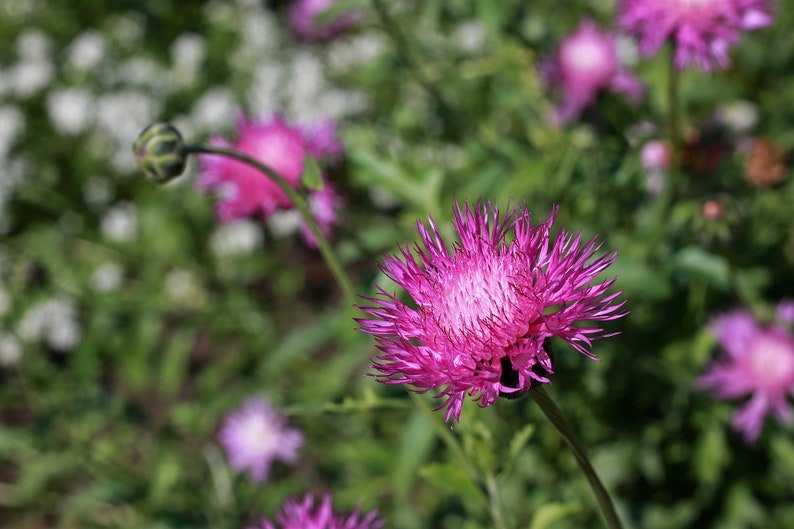 Sweet Sultan Seeds - 20 Count Amberboa moschata for Garden - Drought-Tolerant, Deer-Resistant Flowering Plant
