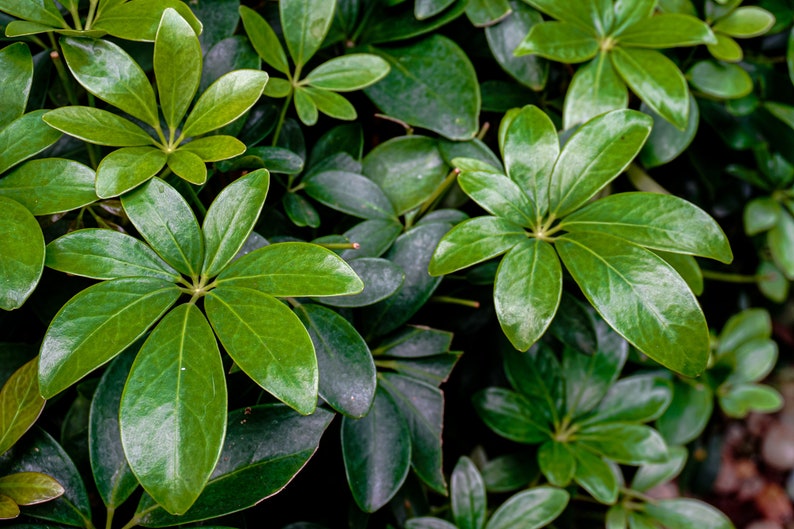 Green Japanese Cheesewood Seeds - 10 Pack Pittosporum tobira - Australian Laurel, Mock Orange, Evergreen Shrub