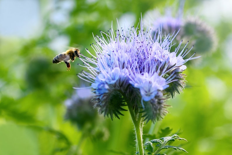 Lacy Phacelia Seeds - 20 Count, Violet Flowering Annual - Phacelia tanacetifolia - Drought Tolerant, Pollinator Friendly