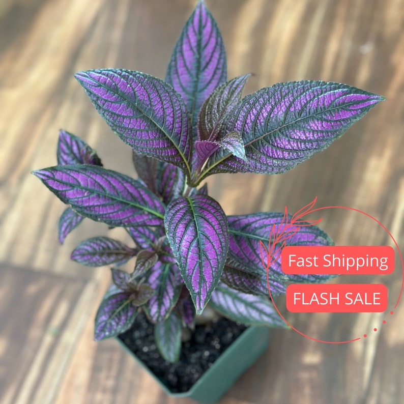 Persian Shield Plants - 4.5