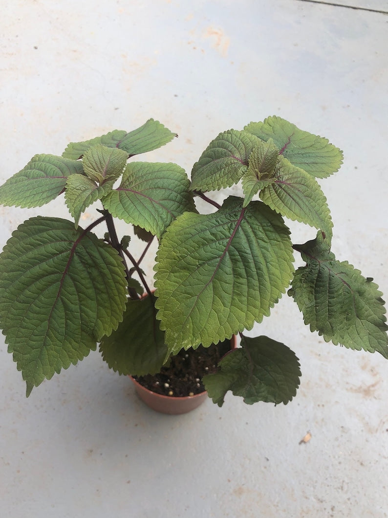 Perilla Live Plant Set of 2 in 4" Pot, Vietnamese Shiso Herb, Perilla frutescens, Zi Su (??) for Cooking & Medicinal Use