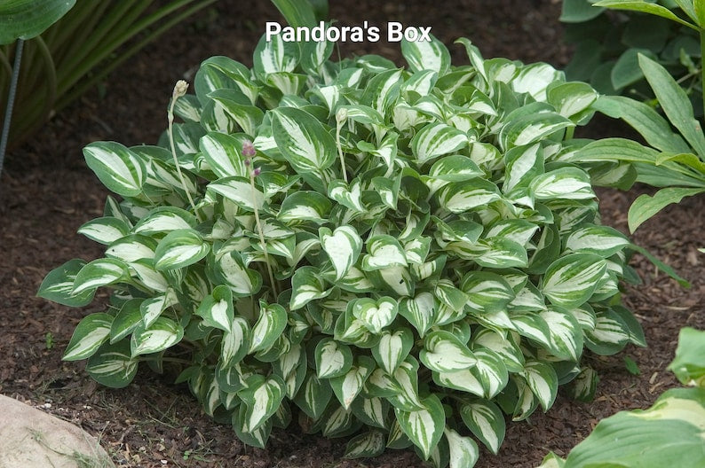 Miniature Hosta Plant Starter - Pandoras Box - Variegated Blue-Green & White - Hosta 'Pandora's Box' - Ideal for Shade