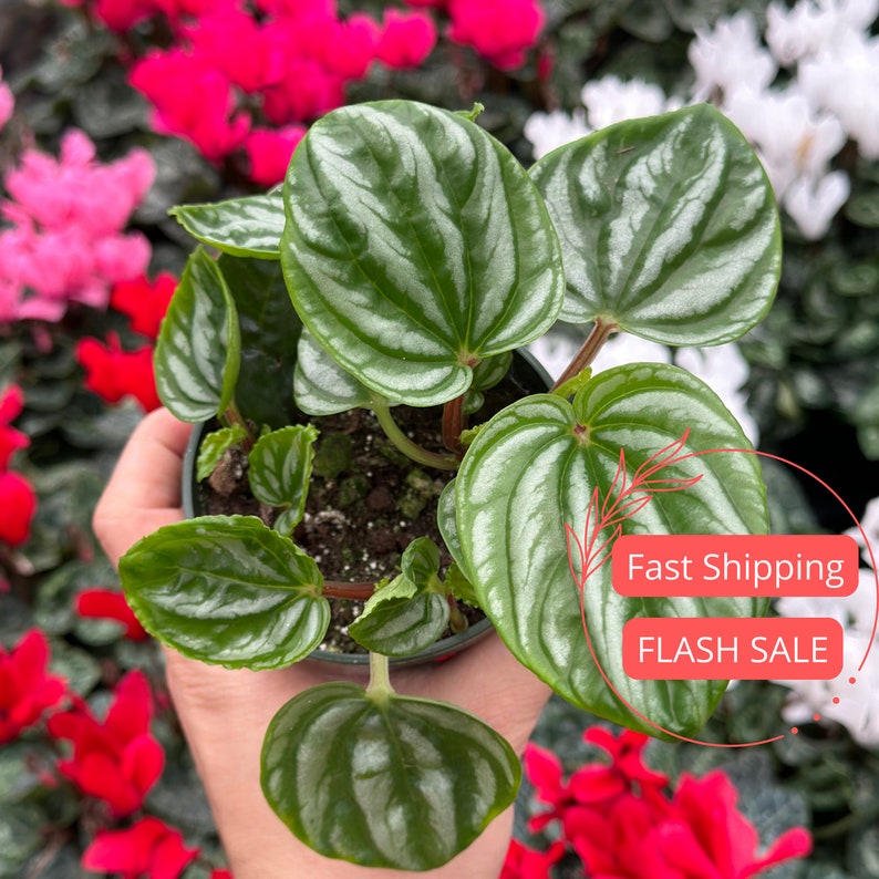 Peperomia Ecuador Plant Large | Rare Pet Safe Houseplant | Peperomia Plants | Indoor Plant Decor | Peperomia obtusifolia