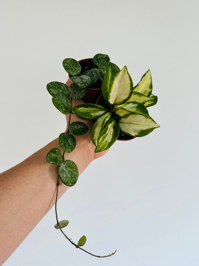 Rare Hoya Assortment 3” Pots - Hoya Mathilde Splash & Hoya Rubra - Live Houseplants for Collectors - Low Maintenance