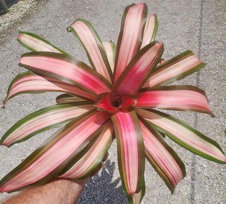 Live Bromeliad Plant - Neoregelia Magnifica - Outdoor Grown - Tropical Houseplant - Pest Inspected - Florida Grown