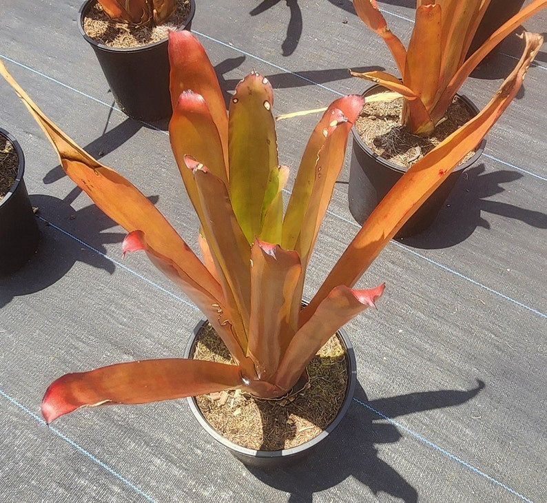 Live Bromeliad Plant - Blanchettiana Variety - Outdoor Grown - Pest Inspected - Ideal for Home Decor - Tropical Vibe