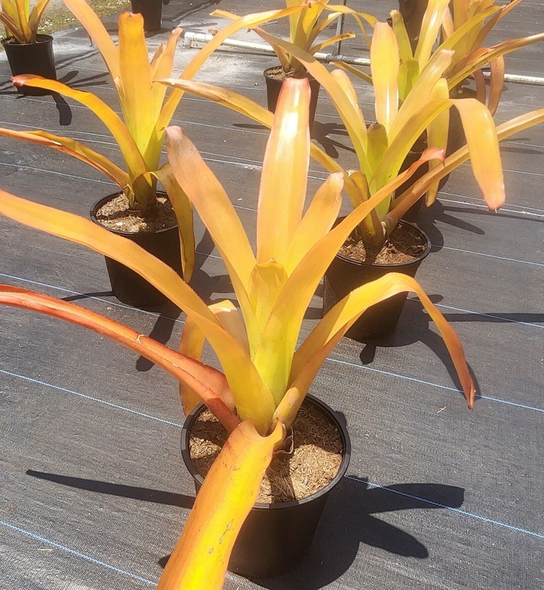 Bromeliad Plant Blanchetiana Hawaii - Live Tropical Bromeliad - Outdoor Grown - Aechmea Blanchetiana