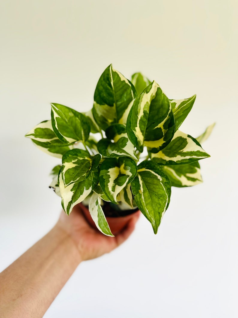 Pothos Glacier Live Plant 3" or 4" Pot - Rare Epipremnum Aureum ‘Glacier’ - Variegated Green and White Foliage