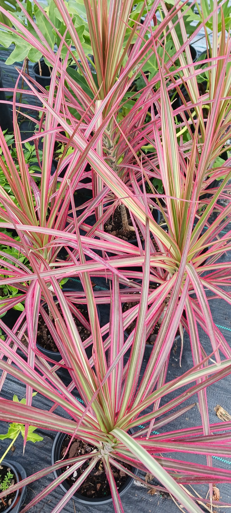 Dracaena Marginata Tricolor Plant - 16" Pink & Green Dragon Tree - Easy Care Houseplant - Air Purifying Dracaena