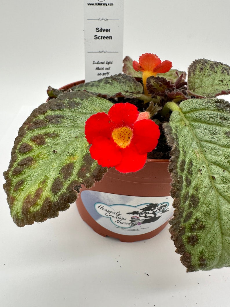 Episcia Silver Screen - 4" Live Plant - Vibrant Green Leaves - Episcia spp. - Indoor Houseplant for Low Light Conditions