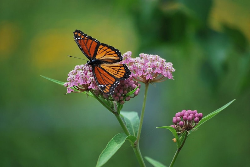 Pink Milkweed Live Plants - 4-6 Inch Butterfly Attracting Perennial - Asclepias tuberosa - Eco-Friendly Flower Garden