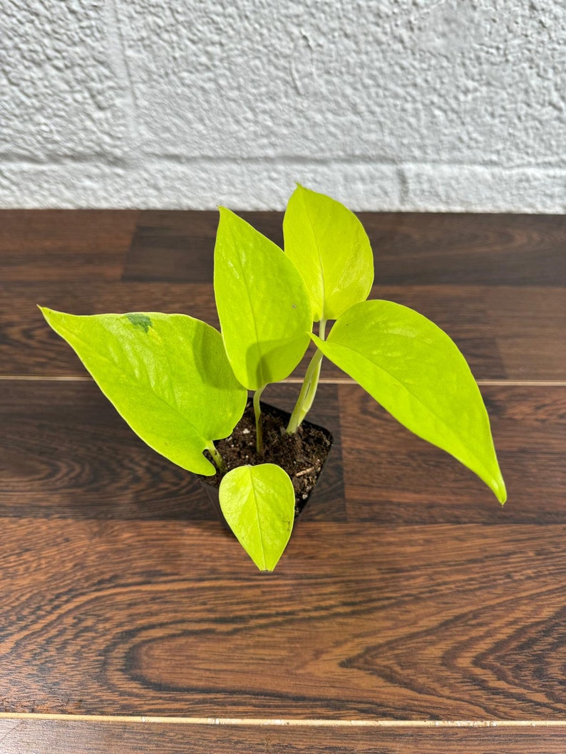 Neon Pothos Indoor Plant in Nursery Pot - Easy Care Low Light Houseplant - Pothos aureus - US Seller