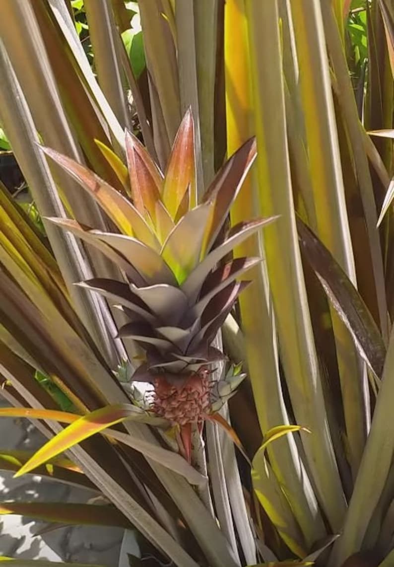 Brazilian Sunset Pineapple Live Starter Plant 4-6" Ananas Lucidus Tropical Ornamental Houseplant Easy-Care Container Plant