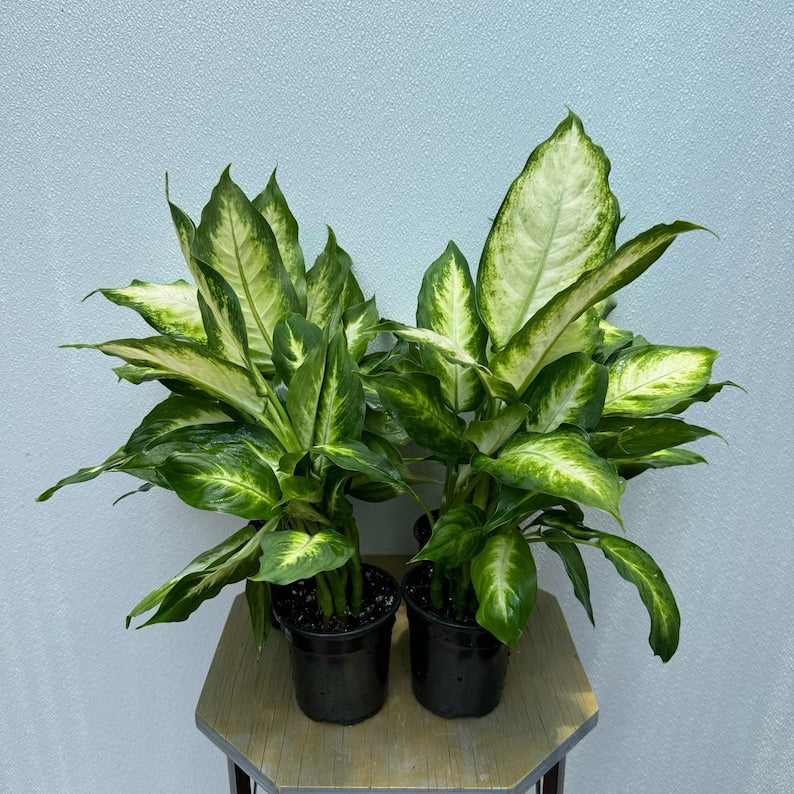 Dieffenbachia Plant 4 Inch Live Indoor Evergreen Potted Houseplant - Perfect Housewarming Gift (Dieffenbachia spp.)