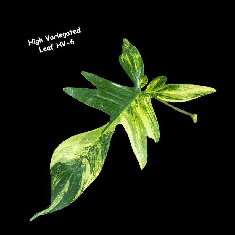 philodendron leaf cutting Philodendron 'Florida Beauty' *Grower's choice*