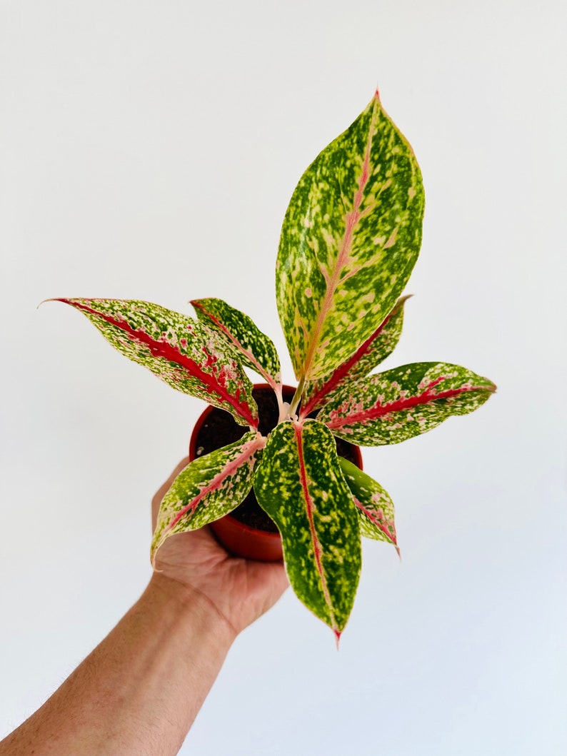 aglaonema 10 carat Aglaonema 10 Karat Starter Plant - Variegated Chinese Evergreen - Live Tropical Houseplant in 4” Pot