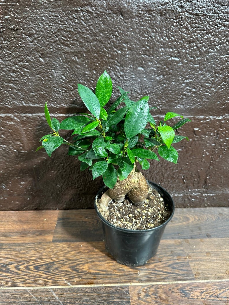 ficus microcarpa indoor plant Ficus Microcarpa Ginseng Bonsai Plant in 6" Pot