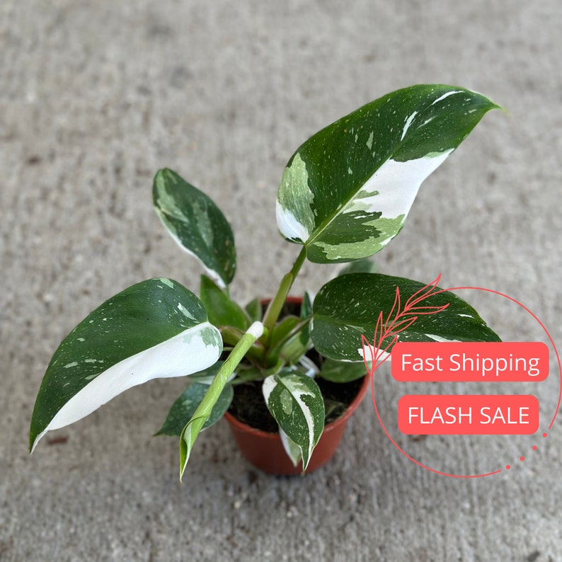 Philodendron White Princess Starter Plant - Rare Variegated Indoor Houseplant - Fully Rooted Philodendron (Philodendron 'White Princess')
