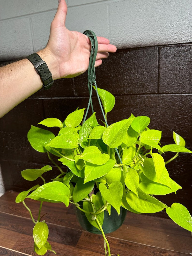 philodendron cordatum hanging Philodendron Cordatum Lemon Lime | (L) | ø8" | Easy Care | Tropical Houseplant | Kate