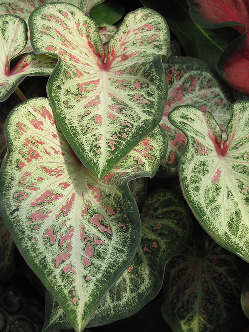 Caladium Bulbs (2 Pack) - Candyland Variety - White, Red, Green Foliage - Easy to Grow Indoor/Outdoor - Caladium bicolor