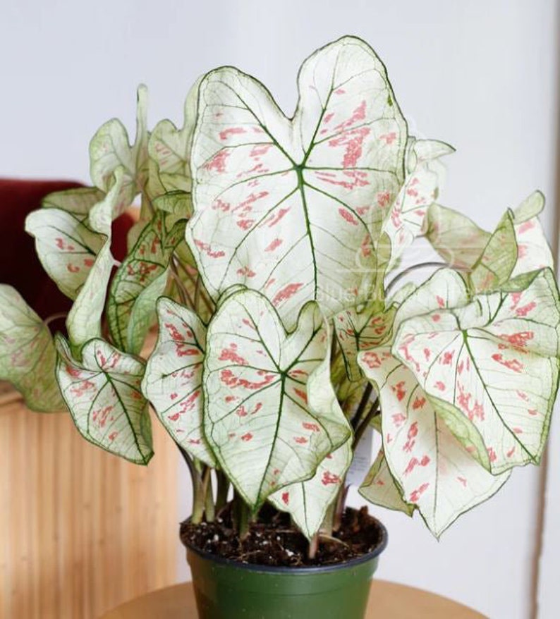 tropical plant seeds and bulbs Cranberry Star Caladium (2 Bulbs) - Preorder