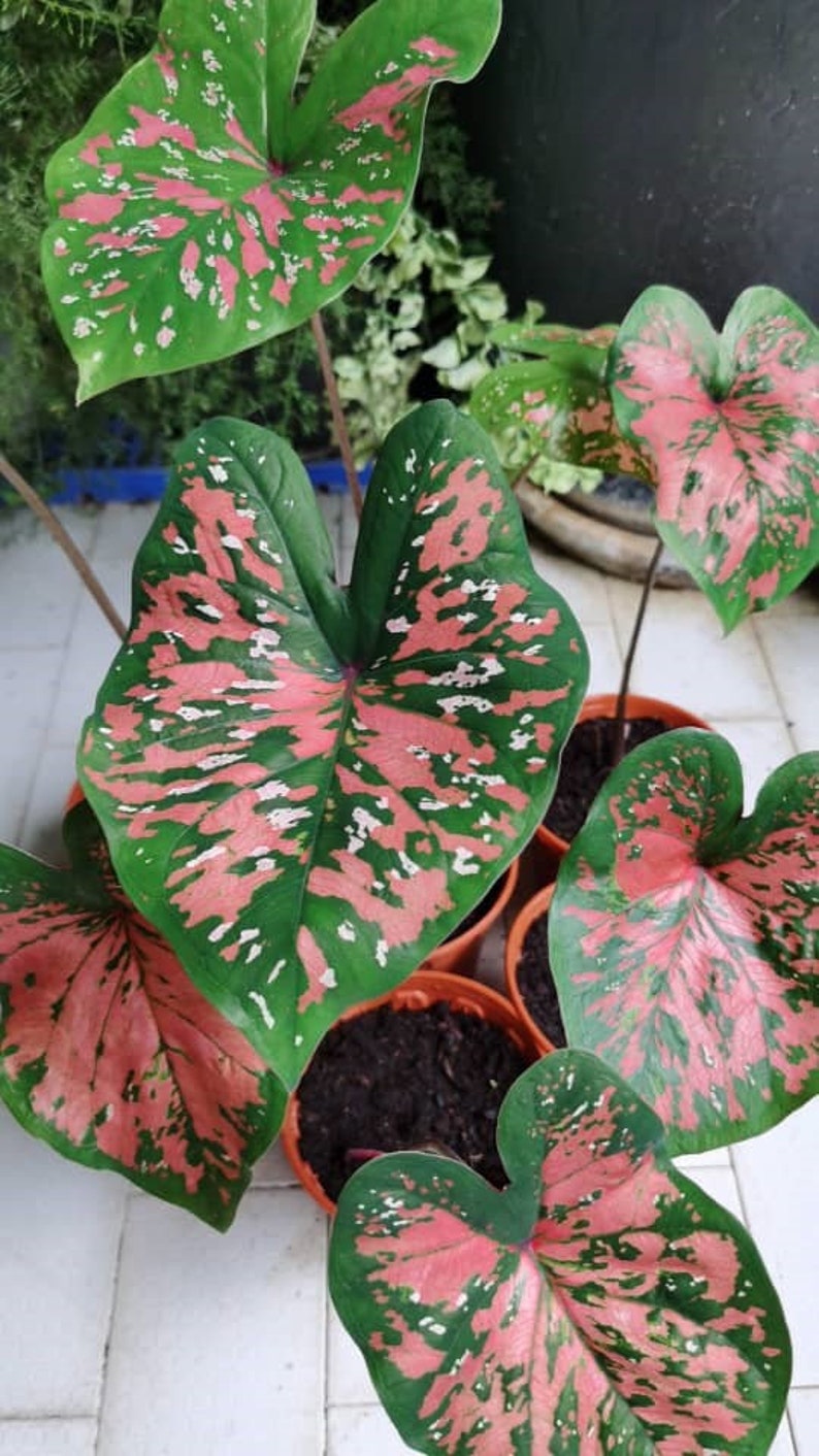 Freckles Caladium Bulbs (2 Pack) - Unique Colorful Foliage - Easy to Grow Indoor/Outdoor Perennial - Caladium bicolor