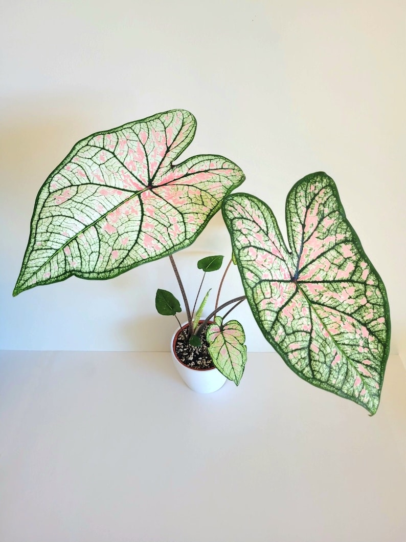Pink Illusion Caladium Bulbs (2) - Pink & White Mottled Leaves - Easy Grow Perennial - Caladium bicolor