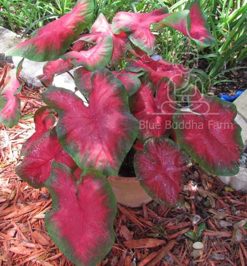 Blaze Caladium Bulbs (2) - Vibrant Bronze Crimson Red & Olive Green Foliage - Easy to Grow Perennial Plant - Caladium bicolor
