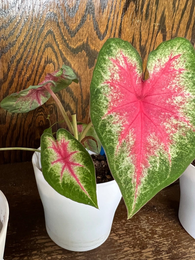 Caladium Bulbs (2 Pack) - Rosebud Fancy Leaf Plant - Variegated Pink, White, Green - Caladium bicolor - Indoor/Outdoor Perennial