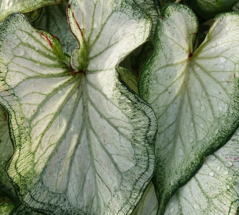 High Society Caladium Bulbs (2 Pack) - White Leaves with Green Edges - Easy to Grow Indoor/Outdoor Plant - Caladium bicolor