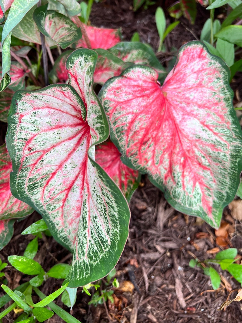 Tickle Me Pink Caladium Bulbs (2) - Easy to Grow Perennial Foliage Plant - Caladium bicolor - Vibrant Pink and Green Leaves