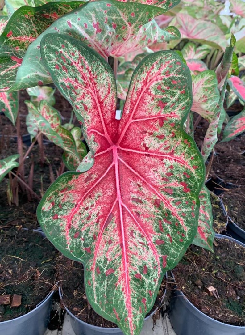 Caladium Bulbs (2) - Wildfire Variety - Vibrant Heart-Shaped Leaves - Tropical Indoor/Outdoor Plant - Caladium bicolor