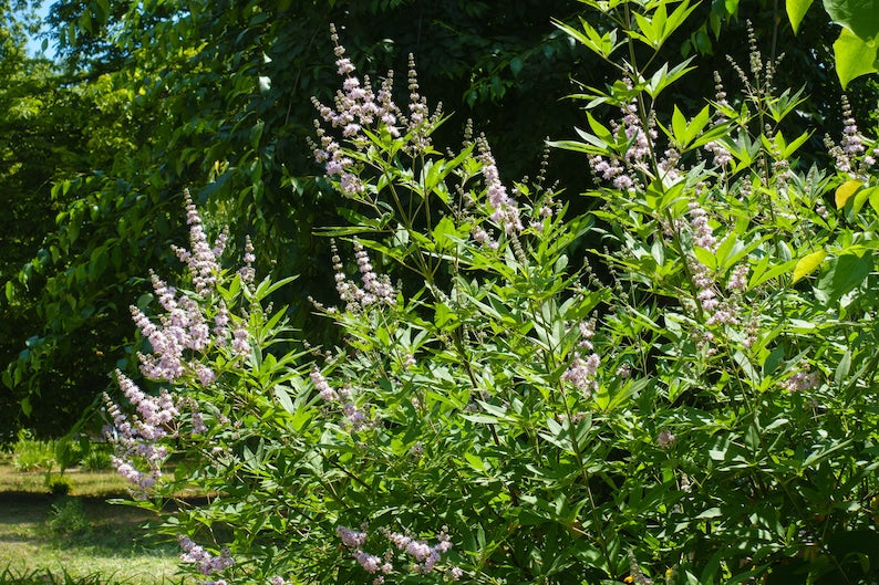 Chaste Tree Seeds - Vitex Agnus-Castus - 20 Seeds - Lilac Chasteberry, Monk's Pepper, Texas Lilac - Drought Tolerant, Pollinator Friendly