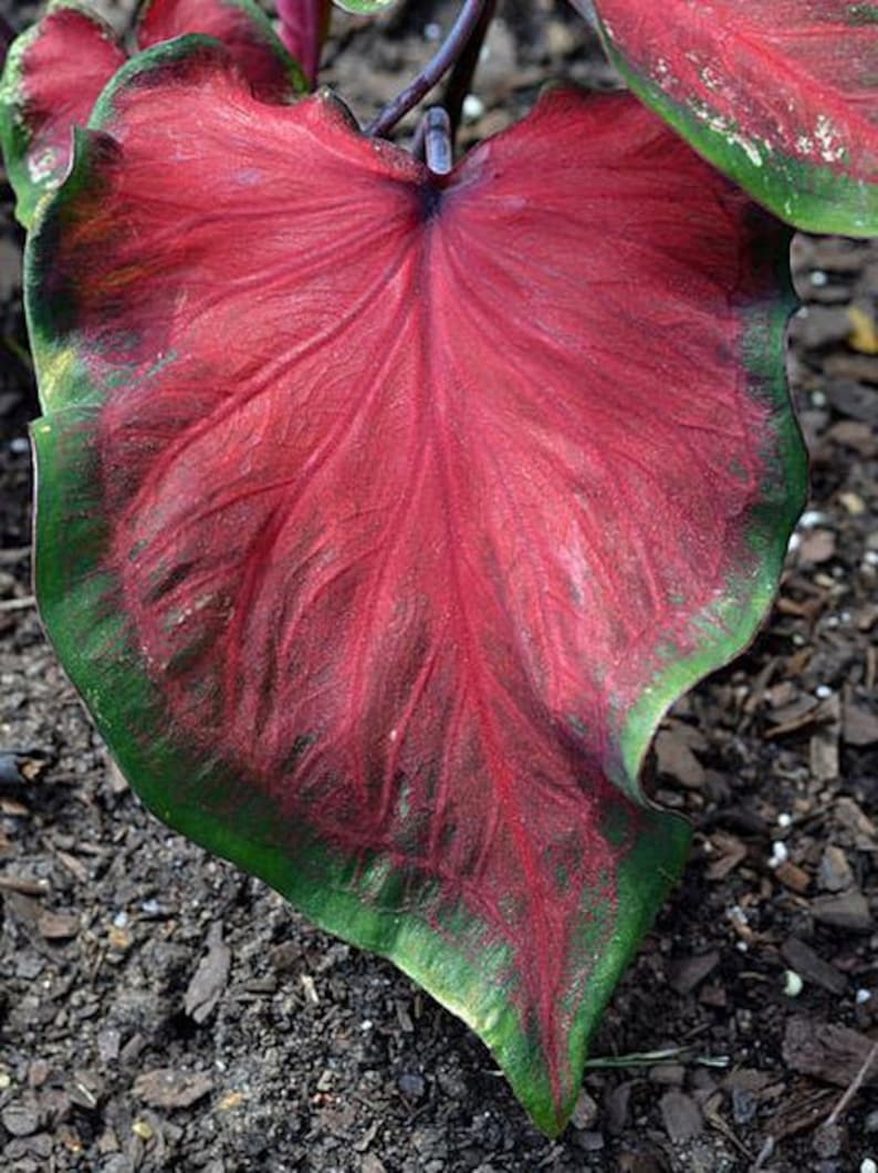 Caladium Bulbs (2 Pack) - Hearts Delight Variety, Rose Red Foliage with Green Edges, Caladium bicolor