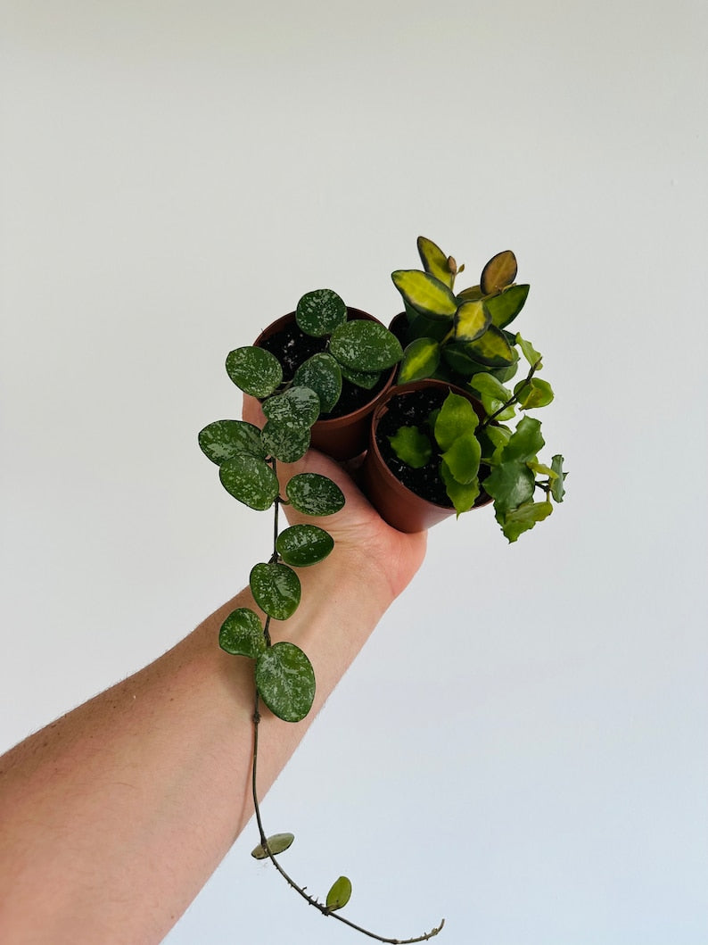Rare Hoya Assortment 3” Pots - Hoya Mathilde Splash, Enduaensis, Burtoniae Tricolor - Low Maintenance Starter Plants