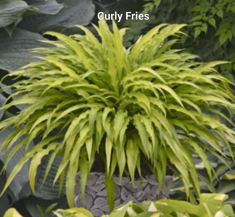Miniature Hosta Plant Starter - Curly Fries - Chartreuse Yellow Leaves - Hosta 'Curly Fries' - Ideal for Shade Gardens