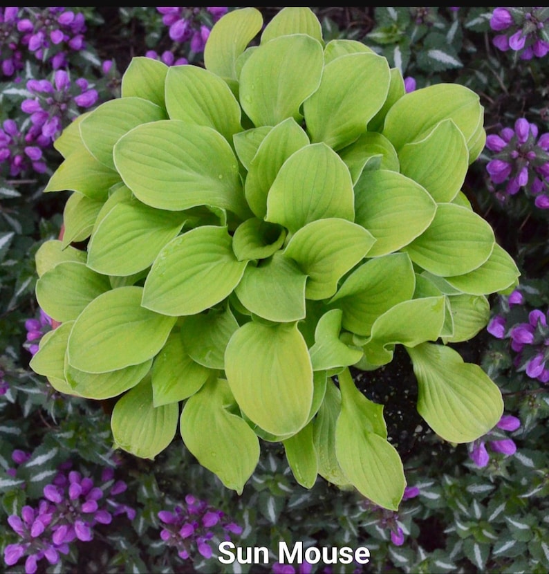 Mini Hosta Starter Plant - Sun Mouse - Brilliant Yellow Leaves - Scientific Name Unknown - Ideal for Shade/Sun