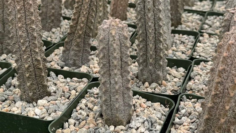 Euphorbia Abdelkuri Succulent 4" Pot, Rare Gray Plant, Unique Cylindrical Stems, Euphorbia abdelkuri