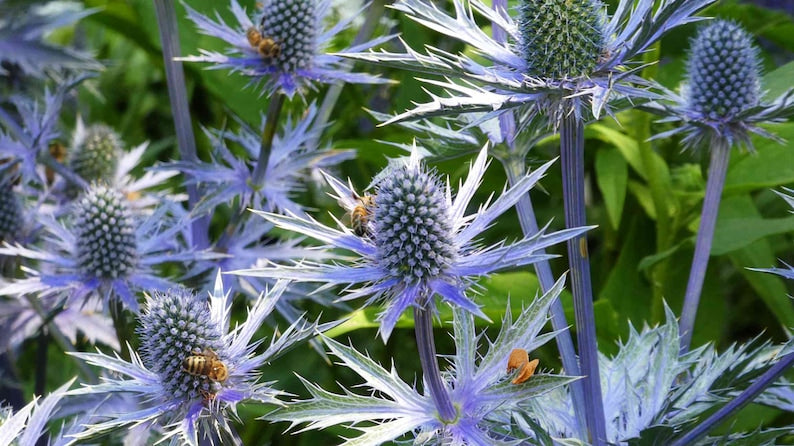 Sea Holly Live Starter Plant 3" Pot Big Blue Eryngium Blooms of Bressingham Electric Blue Flowers Well Rooted