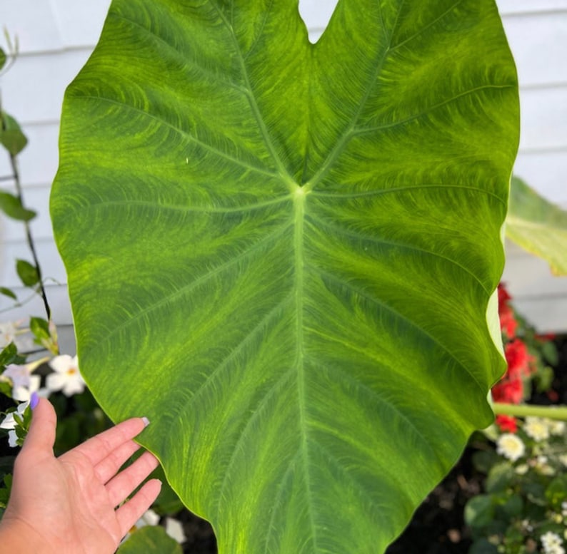 Elephant Ear Colocasia Bulb 5/7 - Giant Green Leaves - Easy to Grow Indoor/Outdoor Perennial Plant - Tropical Showstopper