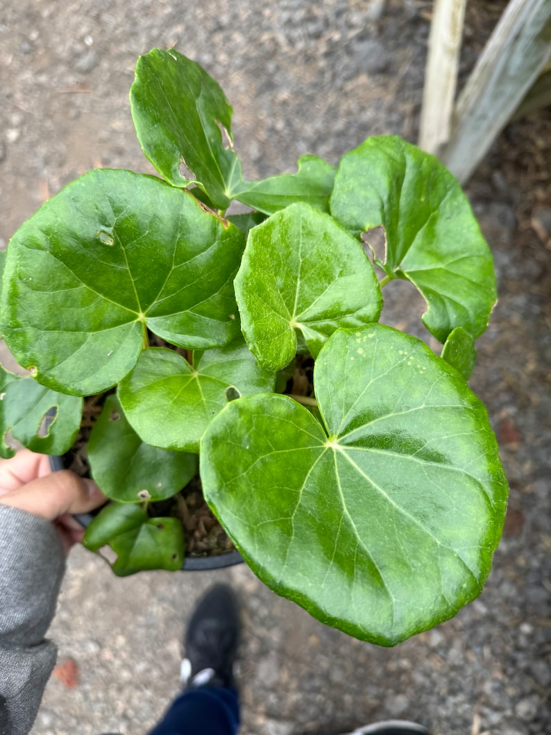 Giant Leopard Plant 1 Gallon Pot - Farfugium japonicum var. giganteum - Tractor Seat Plant - Exotic Perennial for Shaded Gardens