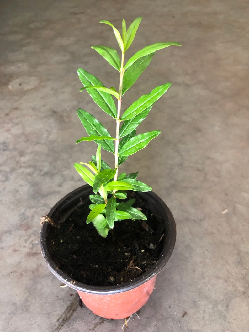 Pomegranate Fruit Live Tree | 1 or 2 Year Seedling | Non-GMO | Large Sweet Fruit | Punica granatum