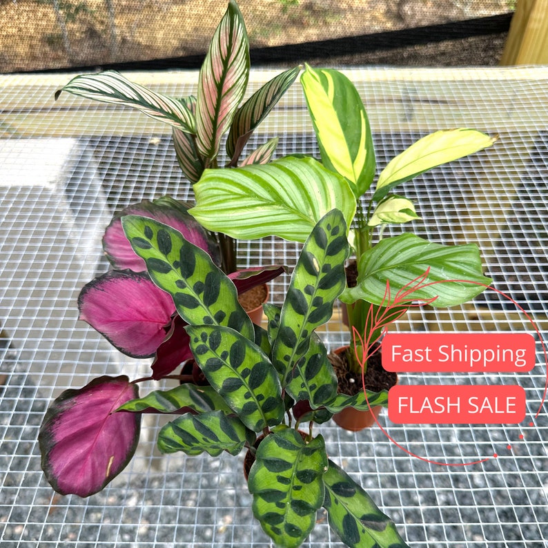 buy prayer plant seeds Calathea Starter Pack | Assorted Rooted Prayer Plants | Calathea White Fusion & Stella Lancifolia