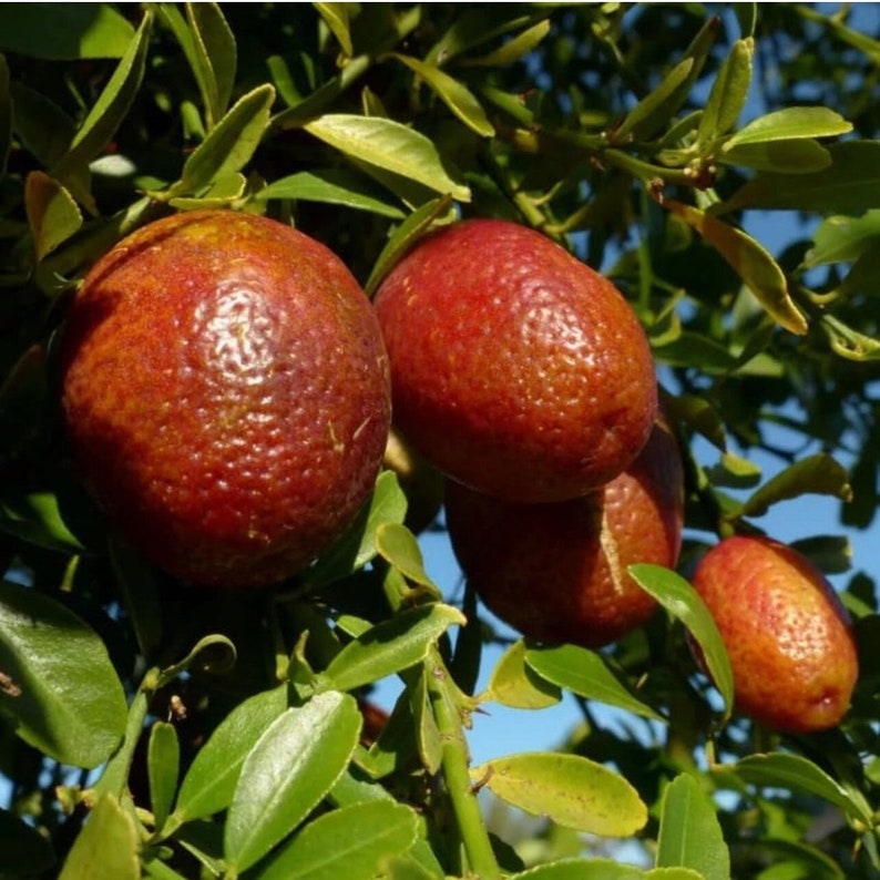 Grafted Red Lime Tree 3ft - Citrus aurantiifolia - Indoor/Outdoor Tropical Fruit Plant